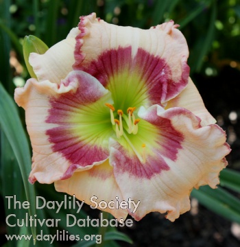 Daylily Savor the Moment